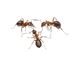 Picture of Ant World